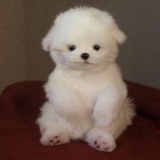 爱狗护狗