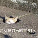 歪歪头