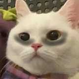 这也太可爱了吧