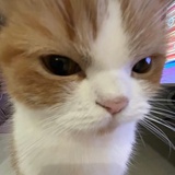 不吃素