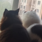 一粒豆