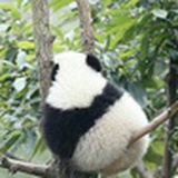 大栗子