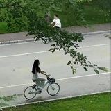 王不留行