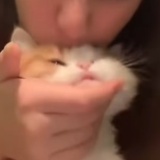 芥