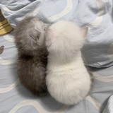 Mimi