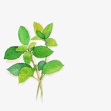 小绿薄荷