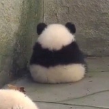 哈哈我不想活啦