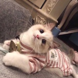 小布丁