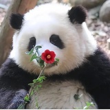 一颗枣子