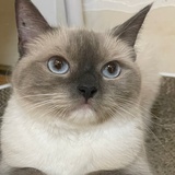 ublue