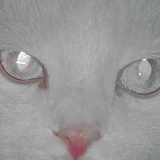 花筱
