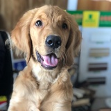 Buddy