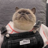 🐷昕不点灯