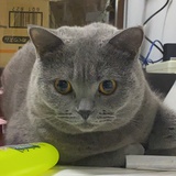 麦子