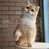 大脸猫猫舍