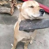 余春娇