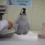 呜呜我是最胖的