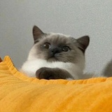 默小默