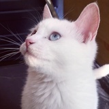 猫猫咪呀