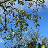 一枝红柿