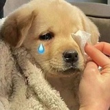 心碎小狗