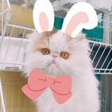 奶奶的第七只猫