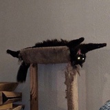 末日与星星逃亡