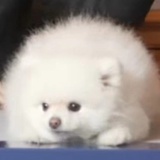 cjue杰