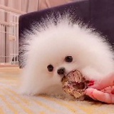 小怂兔