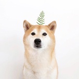 荔枝味汽水