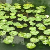 企鹅与芒果