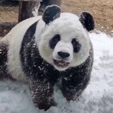 黑白郎君