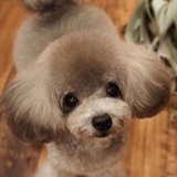 同城pet圈