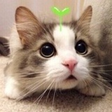 ming
