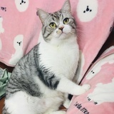 桥豆猫