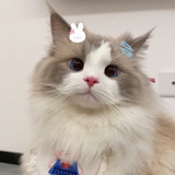 猫猫今天睡醒了