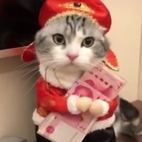 豆包豆丁