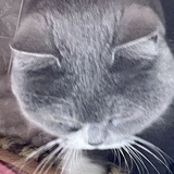 仓颉