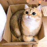 啡快