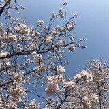 夏夏