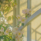 阿花花花