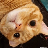 不是牛牛是大米