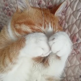 🐱🐱