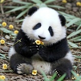 艾弥森