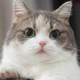 猫宁