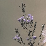 w.茶lei