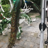 菠萝点海