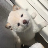 落栗