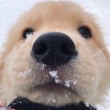 我想要两颗西柚