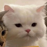 小小黄和小小灰